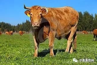 肉牛疫苗后如何补硒