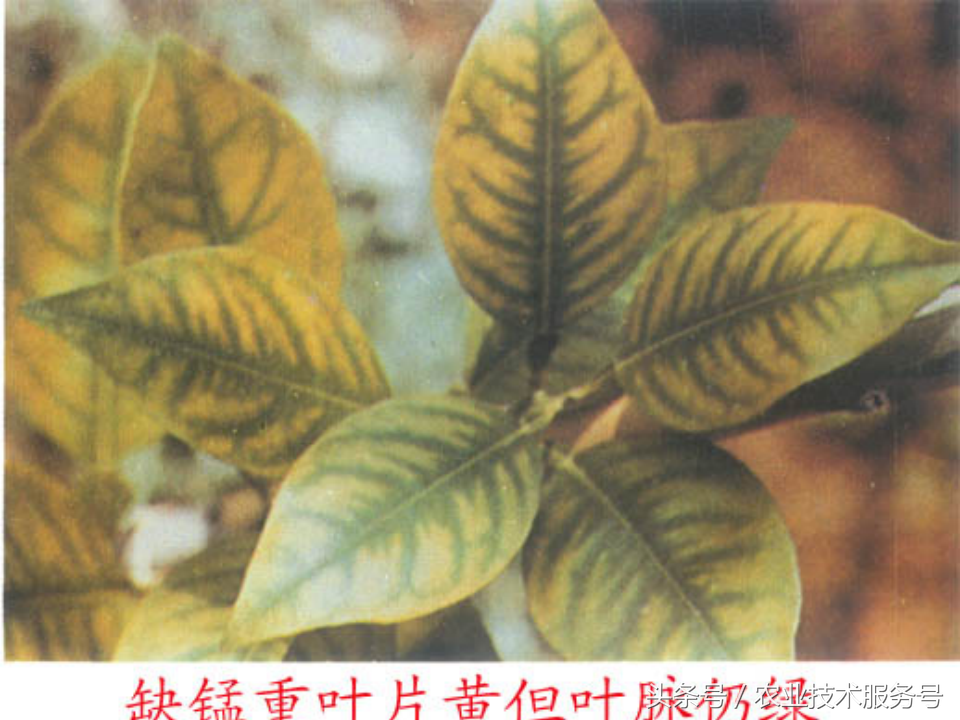 微量元素有什么作用