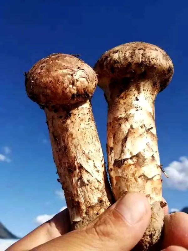 补硒能减尿白蛋白吗
