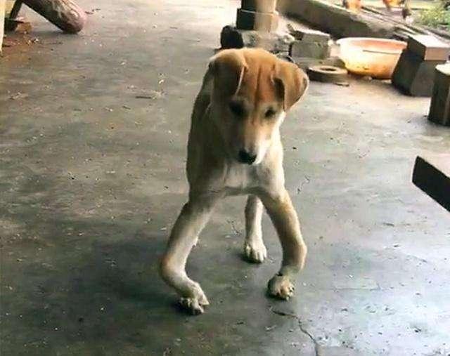 小狗补钙吃什么