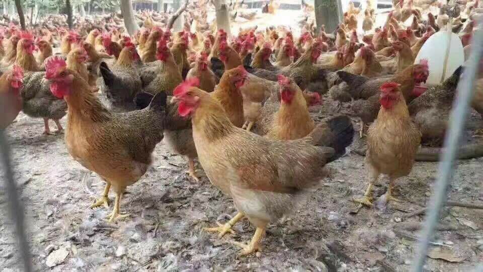 孕妇可以吃补硒药吗