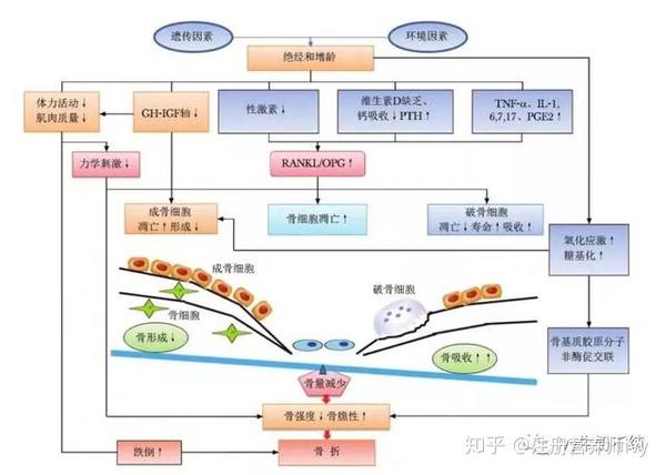 骨质疏松补硒有用吗