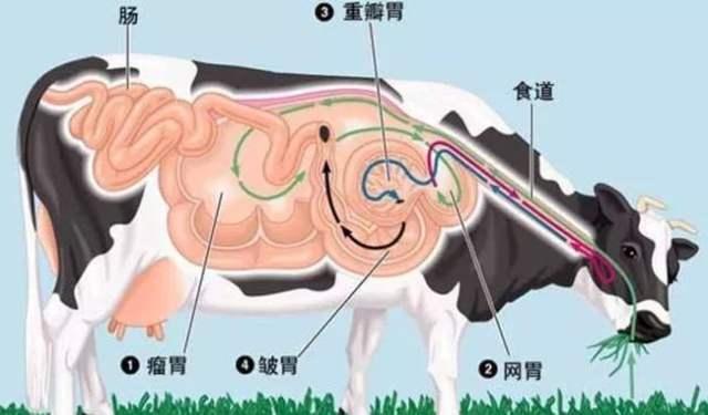 犊牛补铁补硒使用量