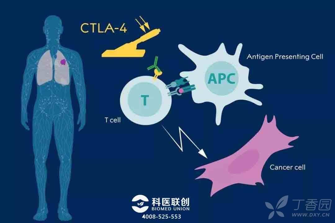补硒好还是球蛋白好