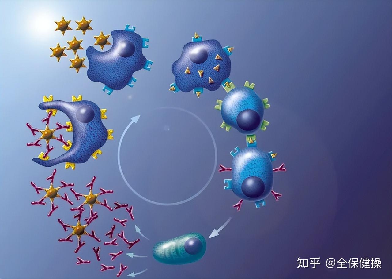 补硒好还是球蛋白好