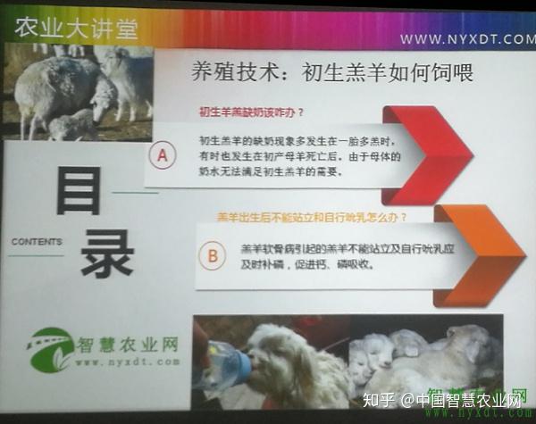 羊场怎么给羔羊补硒