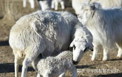 羊场怎么给羔羊补硒