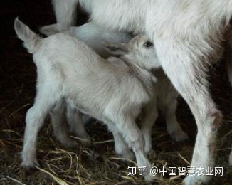 羊场怎么给羔羊补硒