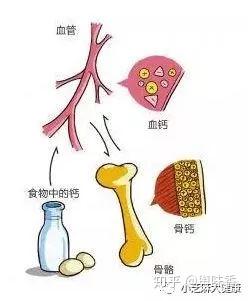 怀孕  补钙