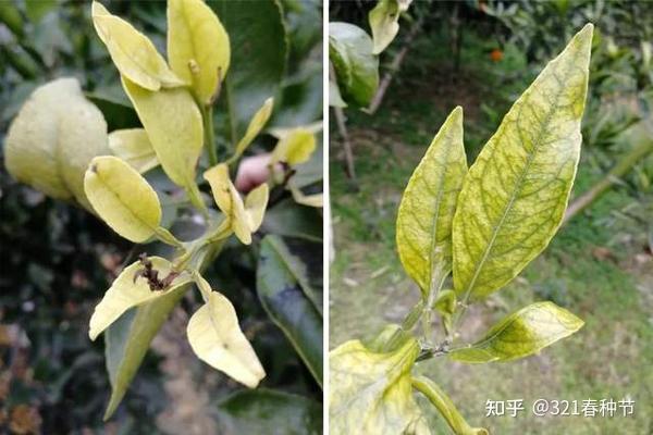 常见微量元素