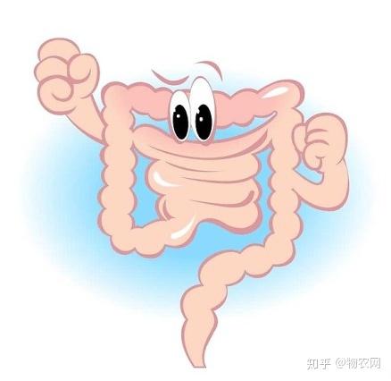 魔芋精粉补硒怎么吃