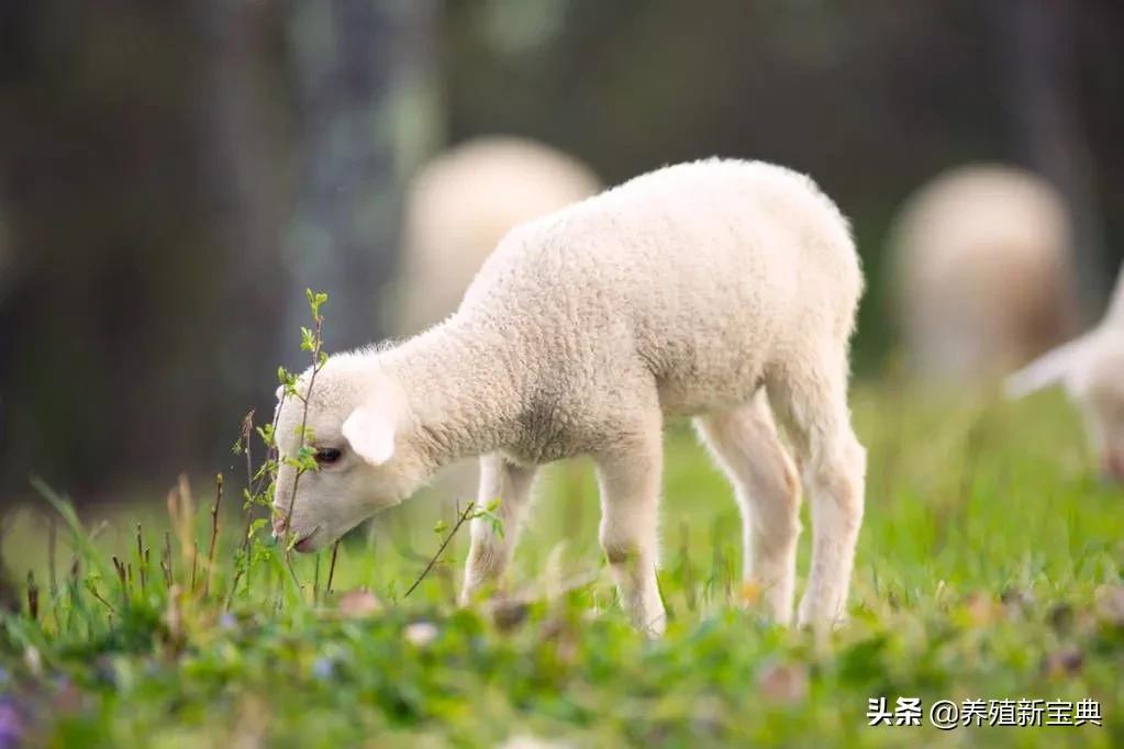 给羊补硒有什么好处