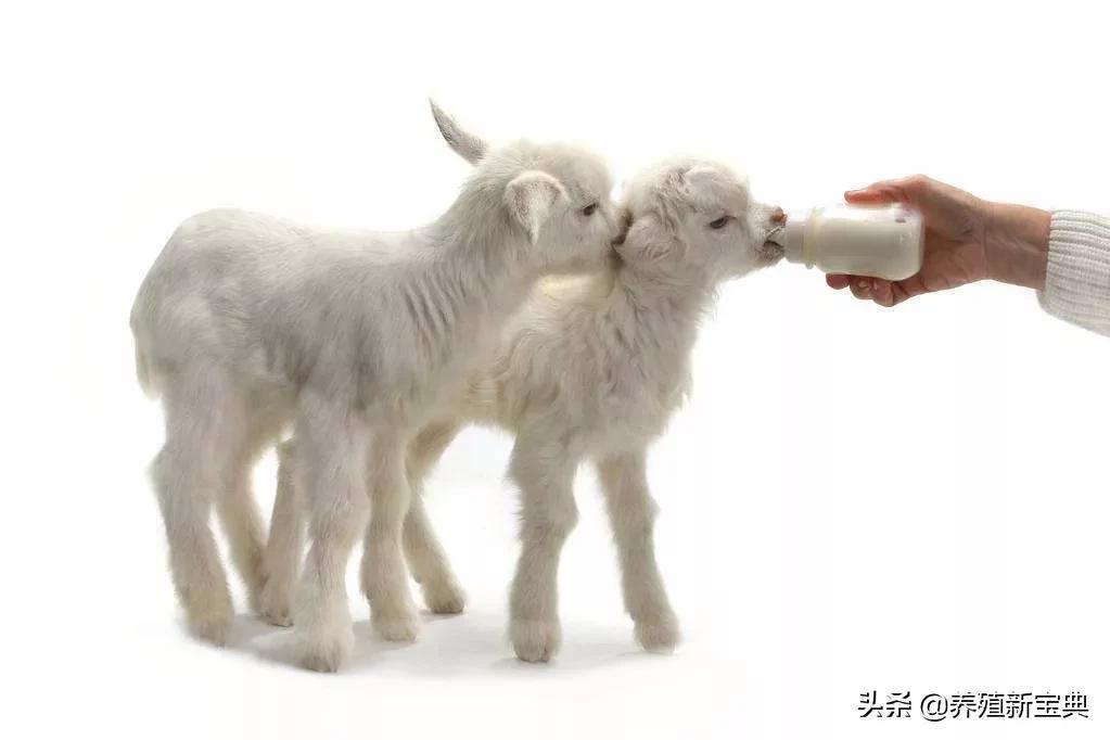 给羊补硒有什么好处