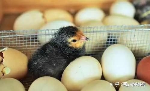 多少日龄鸡开始补硒