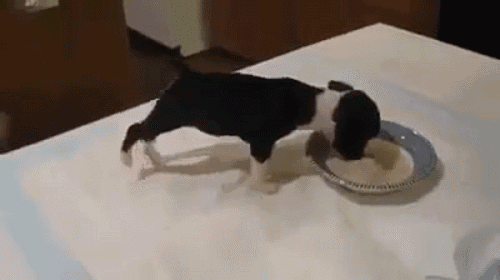 狗吃什么食物补钙