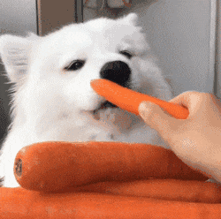狗吃什么食物补钙