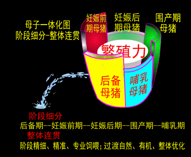 仔猪补硒在什么时间