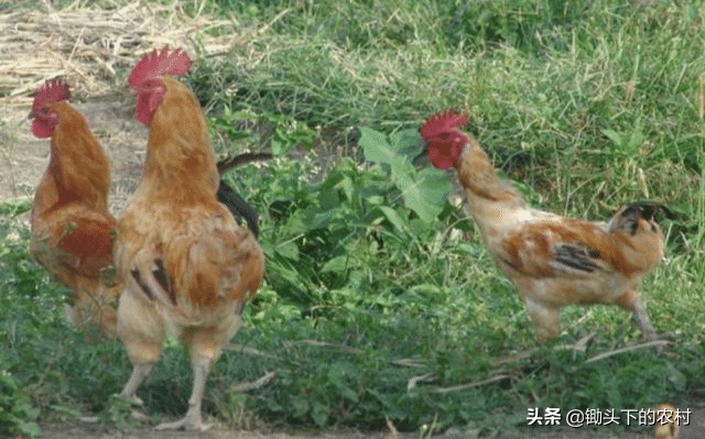 给鸡补硒应注意什么