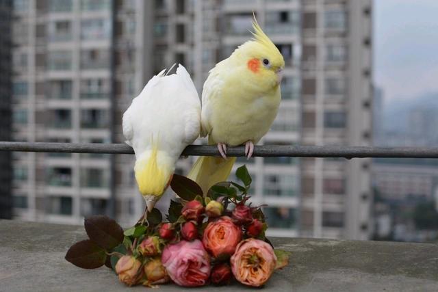 鹦鹉补钙吃什么食物