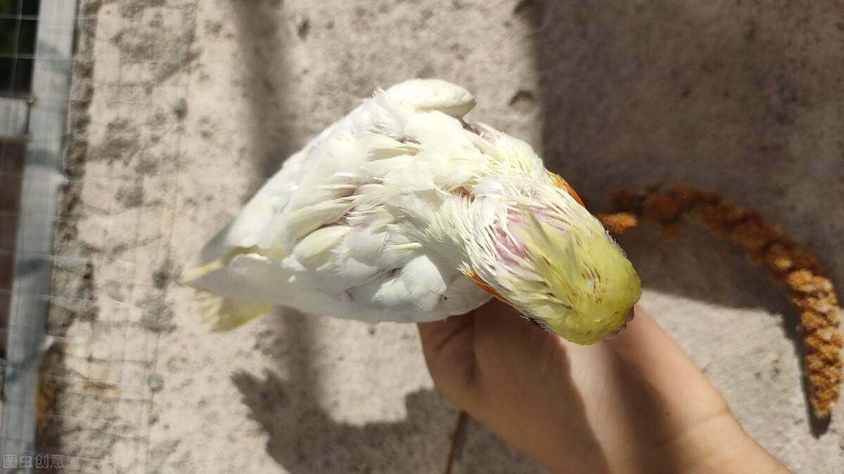 鹦鹉补钙吃什么食物