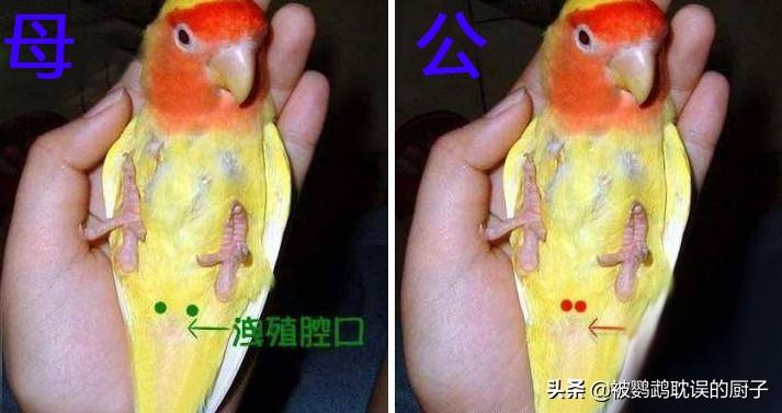 鹦鹉补钙吃什么食物