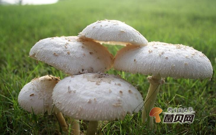 宝宝几个月可以补硒