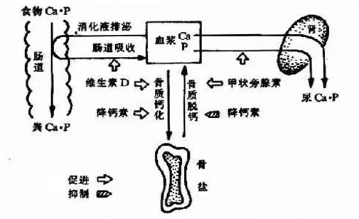 筒子骨补钙吗