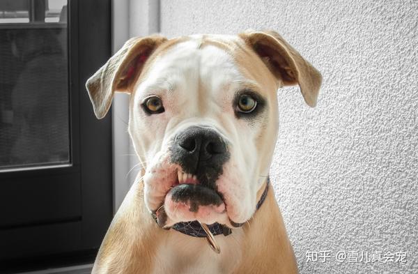 怎么给狗狗补钙