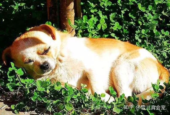 怎么给狗狗补钙
