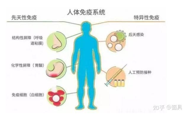 给猪补硒的药有哪些