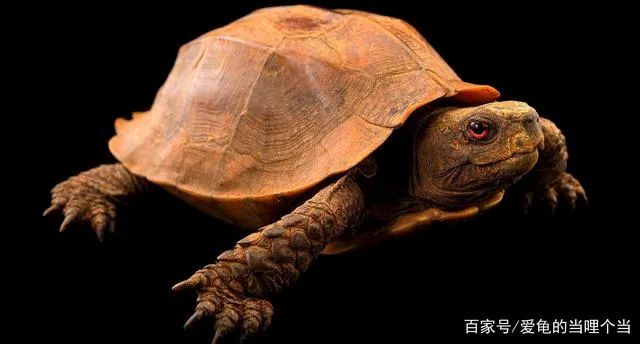 骨肽补钙效果好不好