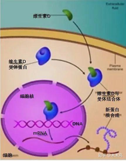 硒和锌哪个补黑色素
