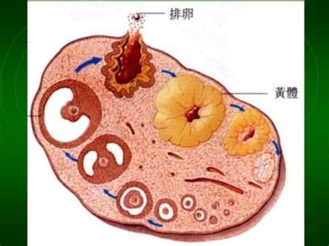 补硒会提前来月经吗