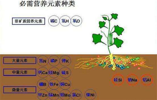 缺微量元素的症状