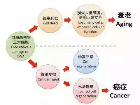 多补充维生素C就能抗癌、抗衰老、防感冒？别天真了