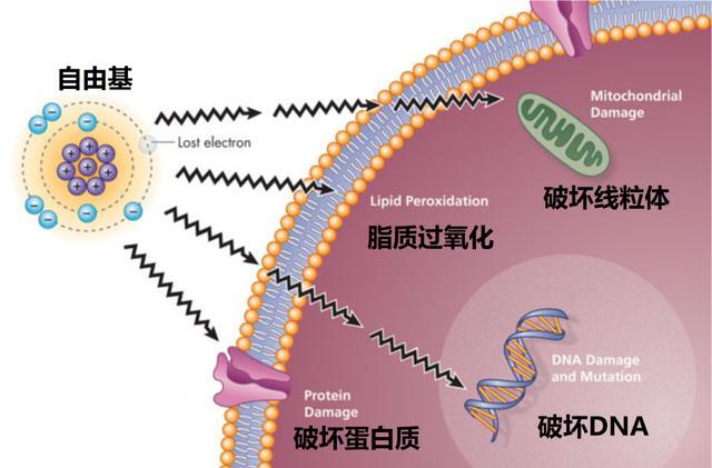 运动员为什么要补硒