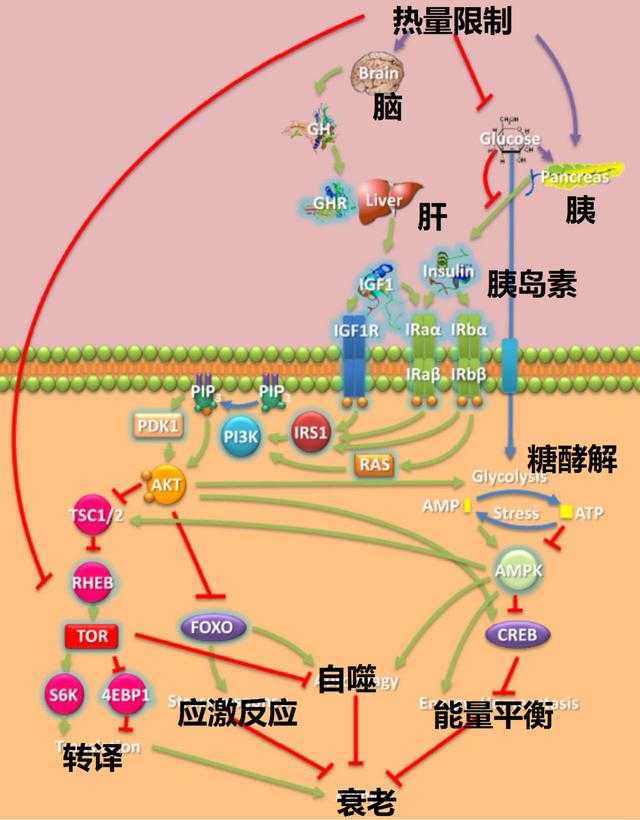 运动员为什么要补硒