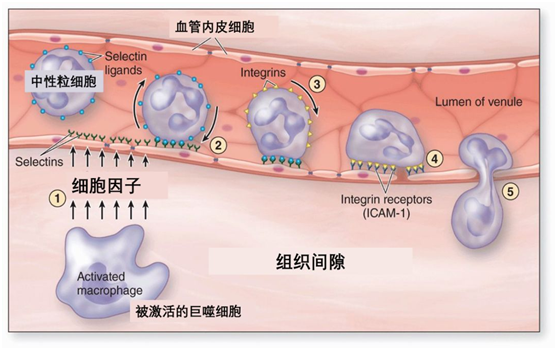 补硒影响打胰岛素吗