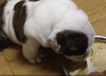狗狗微量元素