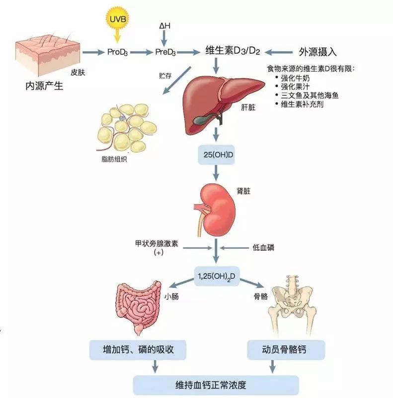 维生素d补硒元素吗