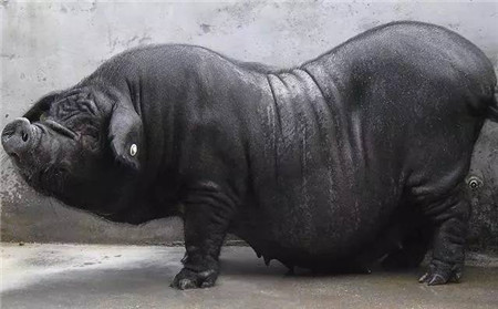 怀孕母猪能不能补硒