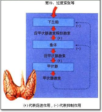 甲亢突眼补硒有用吗