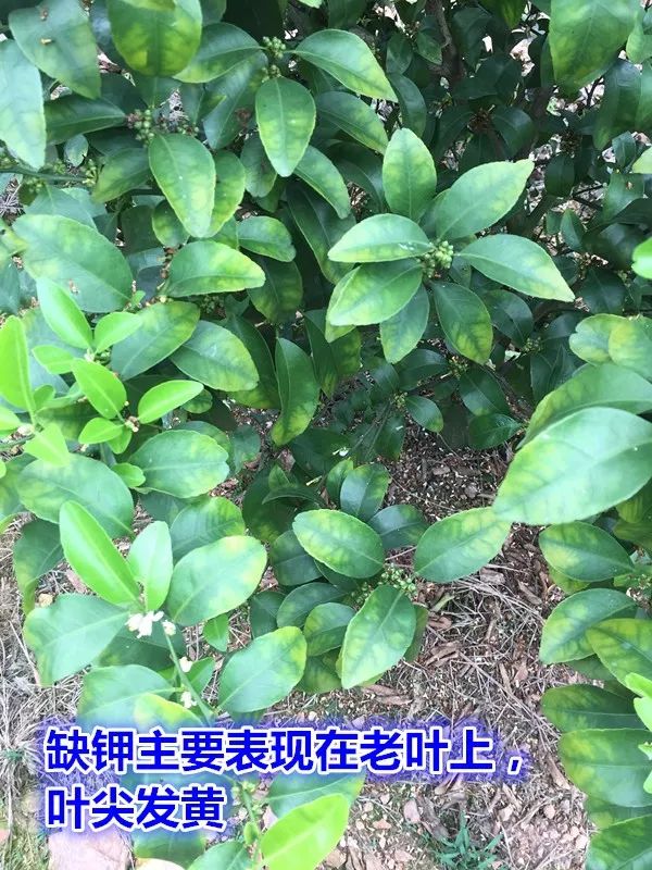 钙镁硒可以一起补吗