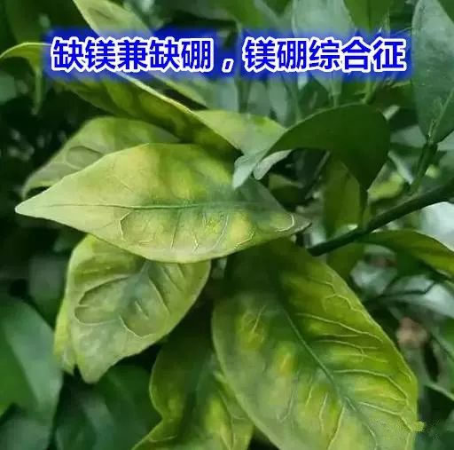 钙镁硒可以一起补吗