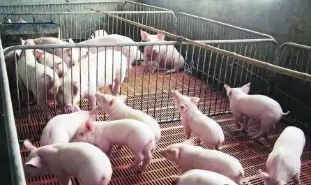 猪一般补硒的方法是