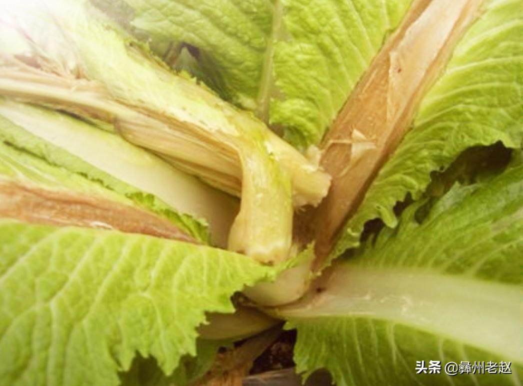 白菜补钙吗