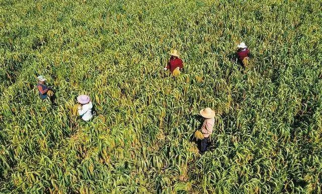 富硒产品的市场分析