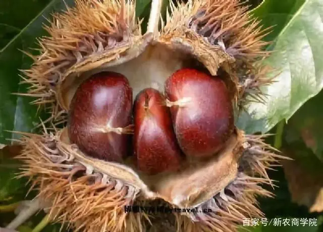 绿色富硒产品有哪些