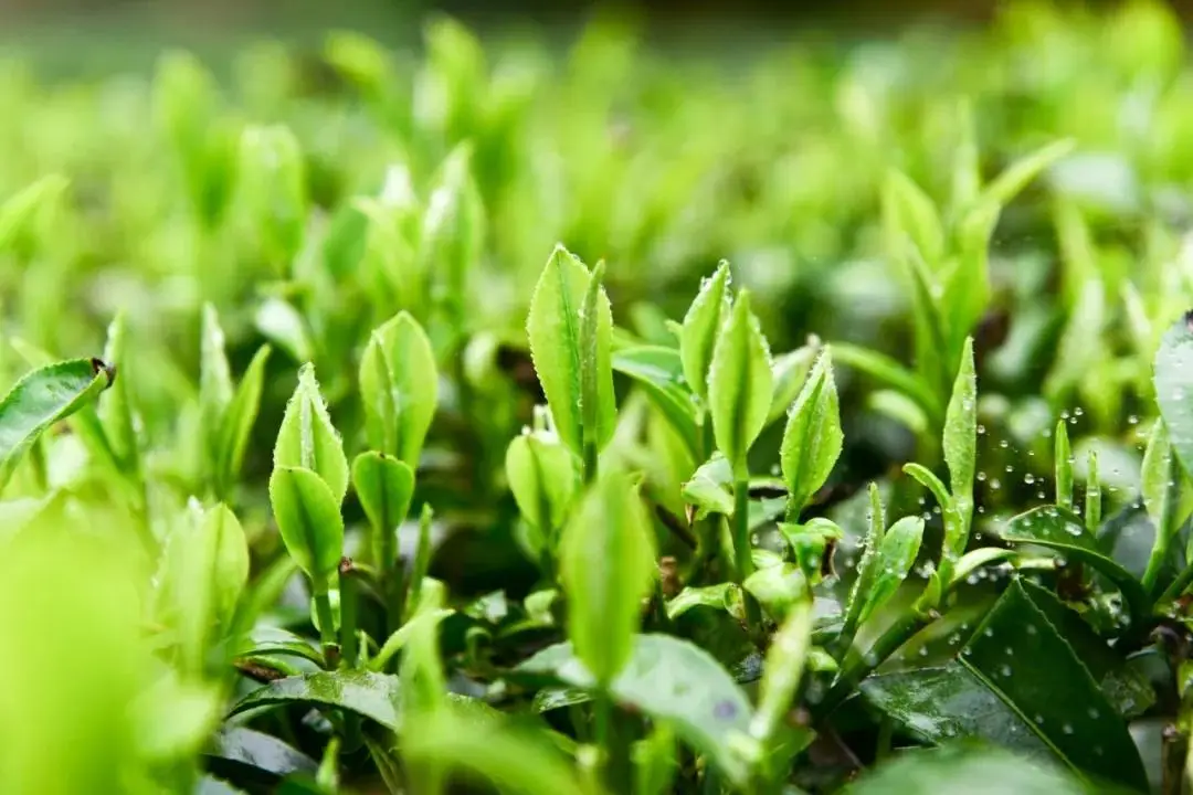 天津富硒产品企业有(天津富硒企业产品有哪些品牌)-硒宝网