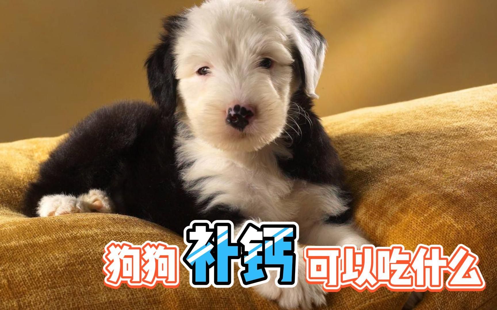 狗狗补钙吃什么好